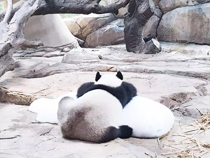 国宝熊猫2